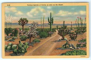 Vintage Linen Scenic Postcard Various Species Of Cactus Seen On The Desert Az
