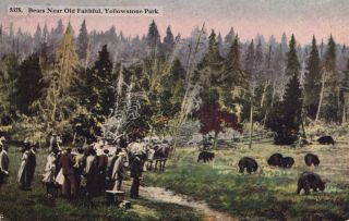 Wyoming - People Watching The Bears Near Old Faithful In Yellowstone Park - 1915