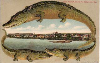 Alligator Border Postcard,  S500 View Of Miami,  Florida,  Taken From Bay