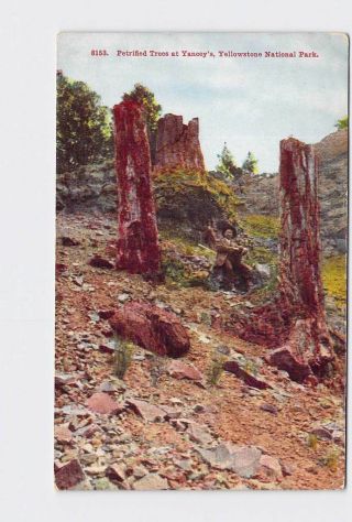 Antique Postcard National State Park Yellowstone Petrified Trees At Yancey 