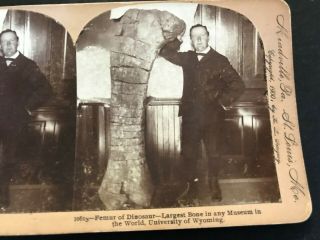 1900 University Of Wyoming Dinosaur Femur Largest Bone In Any Museum