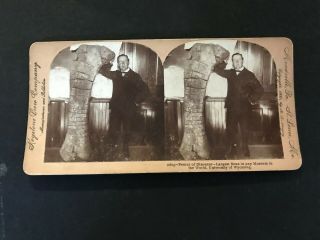 1900 University of Wyoming Dinosaur Femur Largest Bone in Any Museum 2