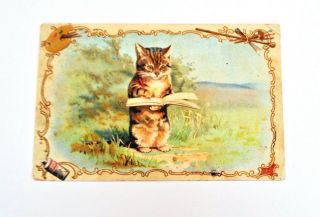 Early 1900s Antique Postcard Kitten Writing In A Book Adorable Collectible