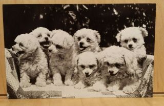 W25) Postcard Oodles Of Poodles Magnificent Seven Wildwood Design Group Puppies