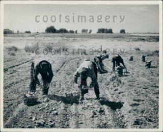 Workers Harvest Potatoes On Gillette Farm Burley Idaho Press Photo