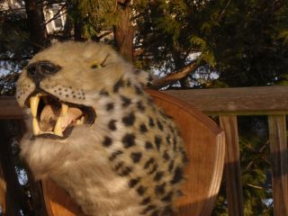 Leopard Or Cheetah Head Faux Taxadermy Mounted On Wooden Plaque Wild Animal