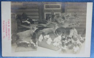 1906 Bechtel Taxidermist,  Slatedale Pa Advertising Photo Postcard,  Lehigh County