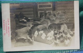 1906 Bechtel Taxidermist,  Slatedale PA Advertising Photo Postcard,  Lehigh County 3