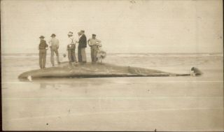 People Standing On Beached Whale C1910 Real Photo Postcard Unidentified