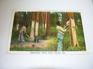 Vintage Antique Postcard Early Black Americana Pine Turpentine Fort Valley,  Ga