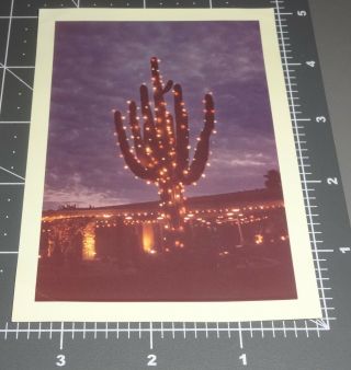 1961 Cactus Christmas Tree Arizona Mexico Lights Western Retro Vintage Photo