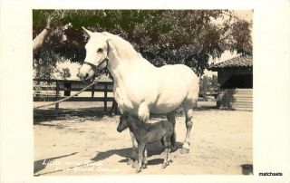 1940s Little Wild Horse Grand Canyon Arizona Rppc Real Photo Postcard 8128
