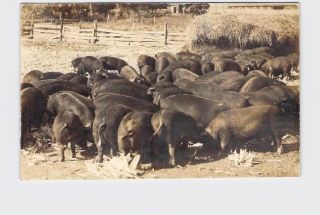 Rppc Real Photo Postcard Illinois Group Of Young Pigs Eating Corn