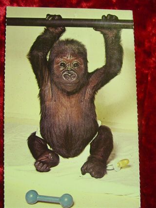 Old Postcard Baby Gorilla - St.  Louis Zoo - By The Zoological Board Of Control