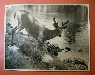 1940s " Young Buck Deer At River Bank " Large 11 X 14 Vintage Photograph