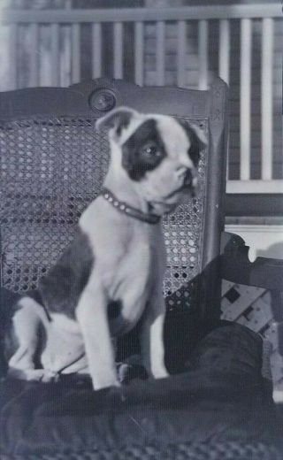 Vintage Photo Negative Film Terrier Dog Sitting On Chair