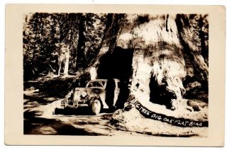 Ca California Big Oak Flat Road Car Tree Yosemite National Park Postcard Rppc