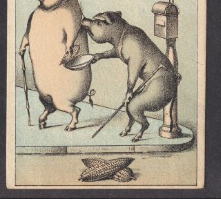 West Camden ME 1800 ' s Fairbanks Lard Rich Sassy Pig Letterbox Corn Ad Trade Card 5