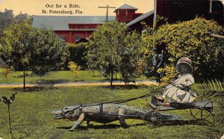 Fl - 1914 Rare Florida Girl With Alligator Out For A Ride In St.  Petersburg Fla