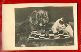 Dog And Cat Playing Checkers Vintage Photo Card 1392