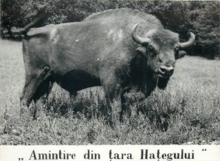 Tara Hategului European Wood Bison (bison Bonasus) Wisent 8x12 Cm Photo Postcard