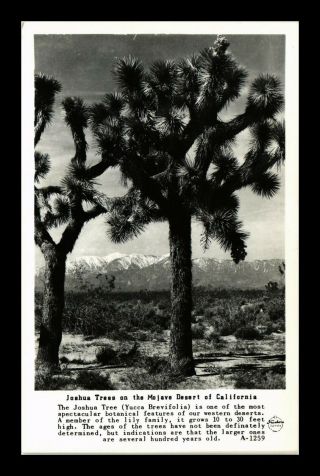 Dr Jim Stamps Us Joshua Trees Mojave Desert Real Photo Postcard Rppc