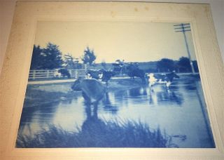 Rare Antique American Farm,  Cows Drinking Sands Point,  Li Ny Cyanotype Photo