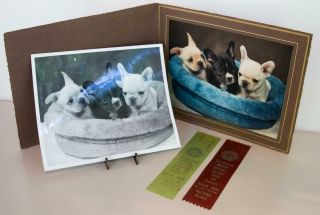 Vintage Set/2 Photographs Boston Terrier Dog Puppy Detroit Show Club Ribbons