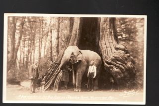 Stanley Park Big Tree Vancouver Canada Real Photo Postcard Elephant In Tree