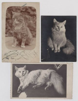 5x Old Photo Postcards Rppc - Cats,  Kittens