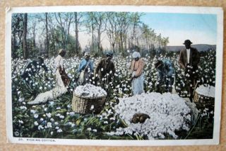 Vintage Black Americana Postcard Picking Cotton No 20 Curt Teich