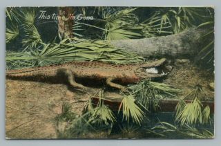 “jim Gone” Alligator Eating Boy—black Americana Antique—marschall 1912