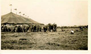 3 Vintage 1947 Circus Tent And Elephants Photographs Brunswick N.  J.