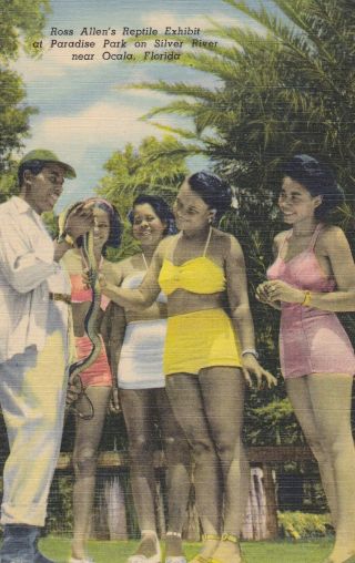 Rare Old Linen Postcard Roadside Black Americana Bathing Beauty Silver Spring Fl
