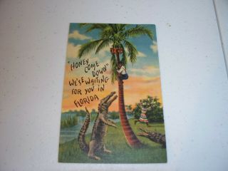 Vintage Postcard Early Black Americana Curt Teich American Art Aligator Florida