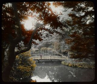 Antique Magic Lantern Slide Maples Of Autumn Oji Tokyo C1910 Photo Japan