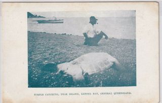 Vintage Postcard Q.  I.  T.  Bureau Turtle Catching Peak Island Keppel Bay Qld 1900