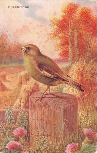 Pretty Greenfinch On Stump By Thistles & Corn Shocks - Old Postcard - J.  Salmon Ltd
