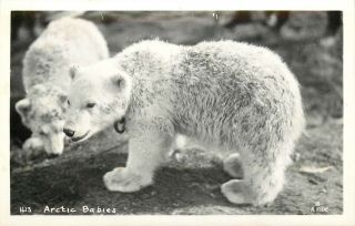 Rppc Postcard Ak D074 Arctic Babies A Eide Polar Bears Alaska Unposted