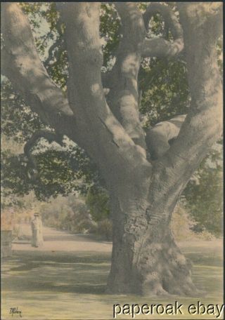 1909 Photo Big Oak Tree In Lincoln Park Alameda,  California By Edgar A.  Cohen