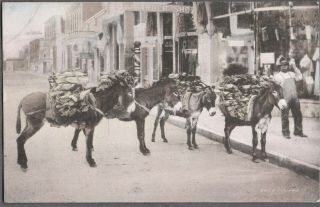 Vintage Lithograph 1917 Donkeys Barber Shop Santa Fe Mexico Litho Postcard