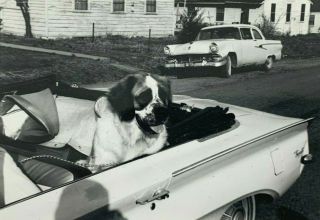 1965 Vintage Black & White Photograph St.  Bernard Dog Old Classic Cars