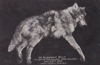 The Allendale Wolf Killed On The Railway 1904 By Tassell
