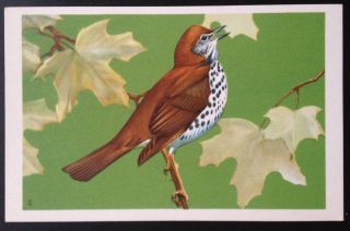 1939 National Wildlife Federation Songbird Postcard Series Wood Thrush