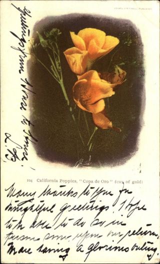 California Poppies Copa De Oro (cup Of Gold) Private Mailing Card 1904