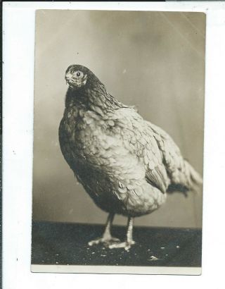 Bowbells Nd North Dakota Rppc Postcard Odd Hen Chicken