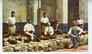 1910 Adv Postcard Buying Tobacco For La Natividad Cigar Factory Havana Cuba