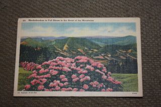 Vintage Postcard Rhododendron In Fall Bloom In The Heart Of The Mountains
