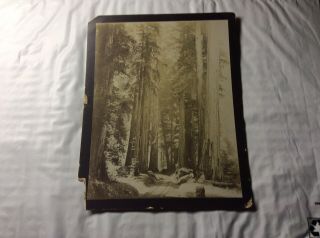 Cabinet Photo The Big Trees,  Early Railroad.  Watkins? 1800’s/1900’s.  Sequoias