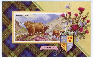Gordon Clan Scottish Tartan Postcard C 1920 Highland Cattle Scotland